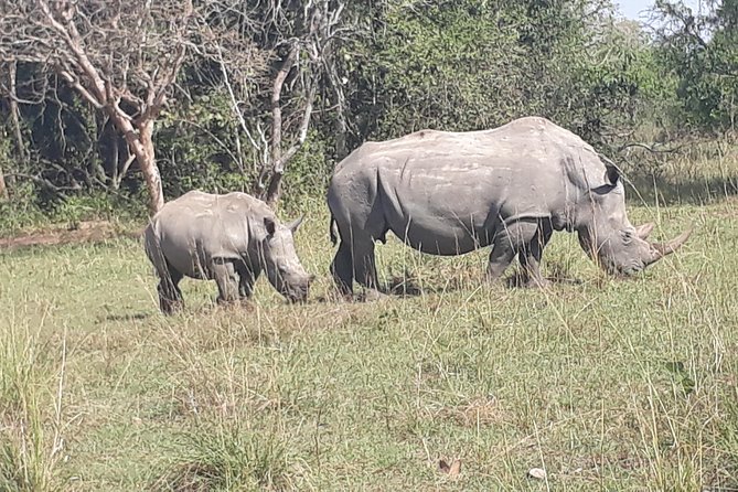 Zziwa Rhino Sanctuary Walking Safari - Savannah, swampland, and a different side of Uganda