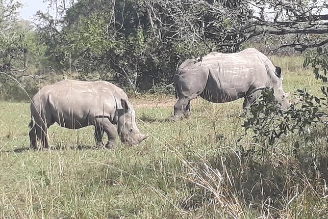 Zziwa Rhino Sanctuary Walking Safari - What the private format changes