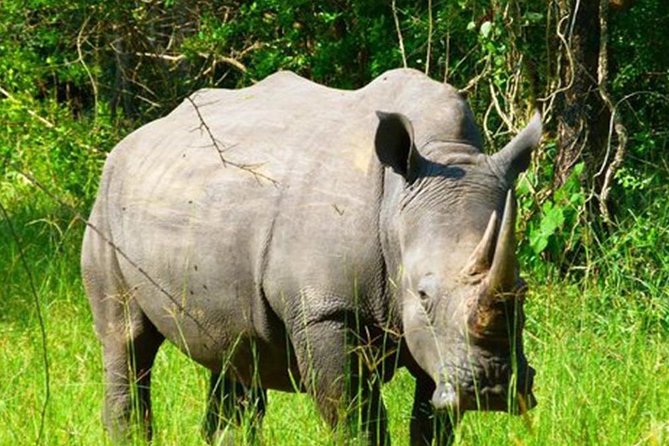 Zziwa Rhino Sanctuary Walking Safari - Is $400 good value for one person?