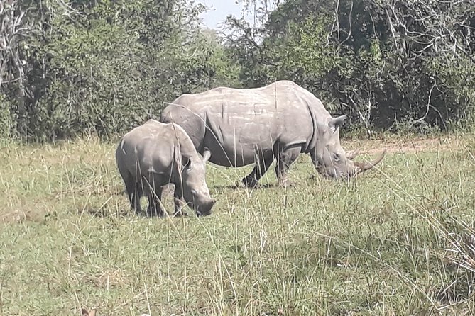 Zziwa Rhino Sanctuary Walking Safari - Lunch and the practical side of the day